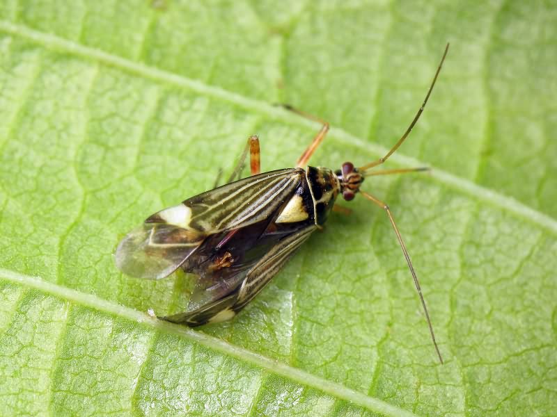Rhabdomiris striatellus (Fabricius, 1794)